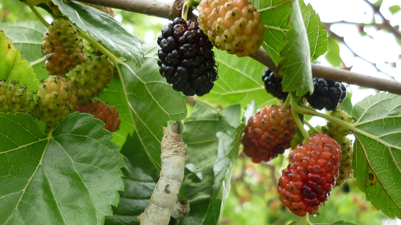 Illustration for article titled The Tastiest Berries That Grow Wild In North America
